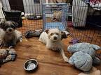 Zane Chihuahua Adult Male