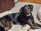 Crew Plott Hound Adult Male