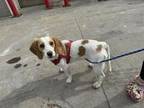 Timmy Beagle Young Male