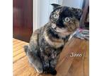 Juno Scottish Fold Adult Female