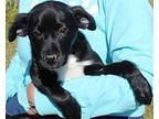 Mateo 39137 Labrador Retriever Puppy Male