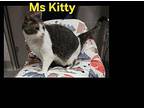 Ms Kitty Domestic Shorthair Adult Female