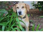 Payton Labrador Retriever Adult Female