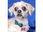 Chief Tzu Shih Tzu Senior Male