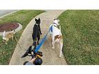 Willow Labrador Retriever Adult Female