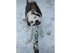 Ayla - In Foster Husky Adult Female