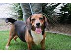 Gator Beagle Adult Male