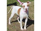 Billy 38056 American Bulldog Young Male