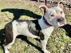 Patty American Pit Bull Terrier Adult Female