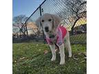 Ashley Golden Retriever Young Female