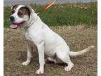 Bob 39123 American Bulldog Young Male