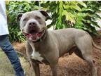Mac English Bulldog Adult Male
