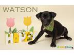 Watson Labrador Retriever Puppy Male