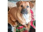 Chipmunk Labrador Retriever Puppy Female