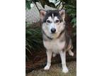 Sarge Husky Adult Male