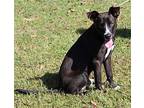 Cash 38550 Labrador Retriever Young Male