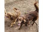 Valentine and Earl Australian Shepherd Young Male