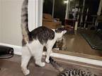 KITTEN RICKY RICARDO ADOPT ME AND MY LUCY PLEASE! Domestic Shorthair Young Male