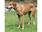 Ella 38237 Hound (Unknown Type) Adult Female