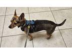 Beowolf Chihuahua Adult Male