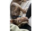 Cookie Catahoula Leopard Dog Adult Female