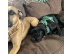 Dasher Labrador Retriever Puppy Female