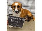 Momo Basset Hound Young Female