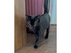 Budgie Domestic Shorthair Young Female