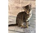 Kiwi American Shorthair Kitten Male