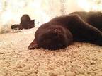 Coal ***Courtesy Post*** American Shorthair Adult Female