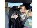 Star Labrador Retriever Puppy Female