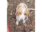 Sunny Beagle Adult Male