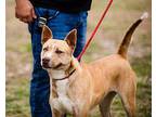Selene Husky Adult Female