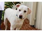 Gus Labrador Retriever Adult Male