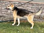 Bandit German Shepherd Dog Adult Male
