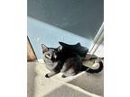 Hank the Tank Churchill Domestic Shorthair Kitten Male