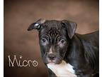 Micro Puppy Male