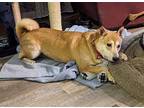 Chex Shiba Inu Adult Female