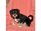 Pepper 7” tell she the shoulde Shih Tzu Puppy Female