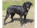 Stormie 39202 Labrador Retriever Young Female