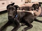 DANIEL Labrador Retriever Puppy Female