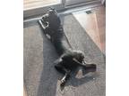 SKYMIR Labrador Retriever Young Male