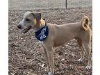 Rory Labrador Retriever Young Male