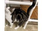 DOVE Domestic Shorthair Adult Female