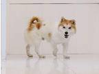 Bok Corgi Adult Male