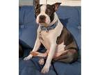 Cooper Boston Terrier Young Male