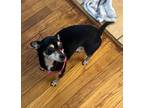 Rosie OS Chihuahua Adult Female