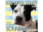 Ichabod (In Foster) Catahoula Leopard Dog Young Male