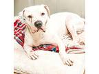 Jax Dogo Argentino Senior Male