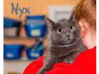 Nyx Domestic Shorthair Senior Female